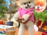 Küçük Irk Pomerani̇an Boo