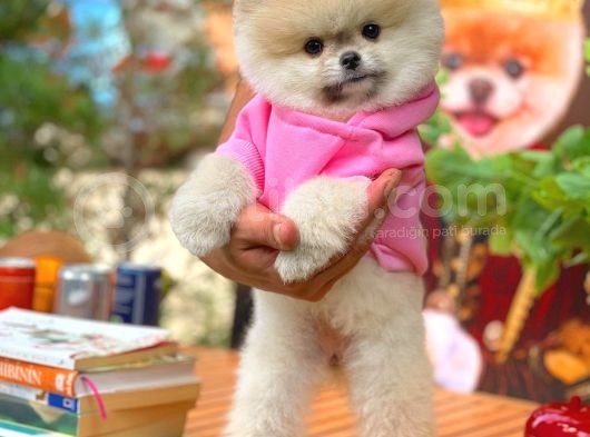 Küçük Irk Pomerani̇an Boo