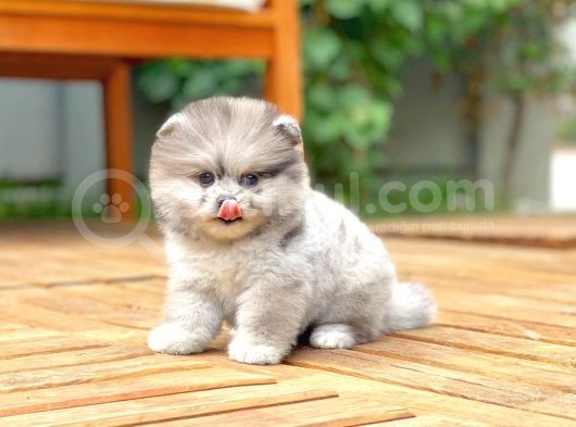 Teddy Bear Smile Face Yavrularımız görsel
