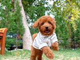 Safkan Toy Poodle Yavrumuz