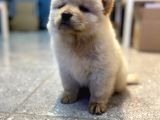 60 Günlük Chow Chow Yavruları