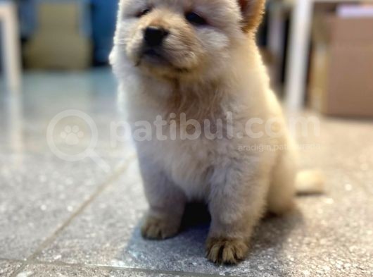 60 Günlük Chow Chow Yavruları görsel
