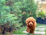 Safkan Toy Poodle Yavrumuz