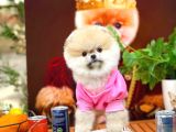 Küçük Irk Pomerani̇an Boo
