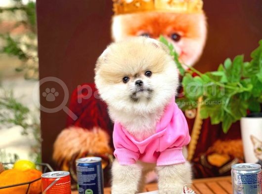 Küçük Irk Pomerani̇an Boo görsel