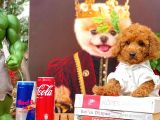 Safkan Toy Poodle Yavrumuz