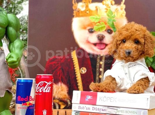 Safkan Toy Poodle Yavrumuz