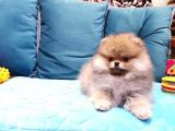 Safkan Pomeranian yavrular