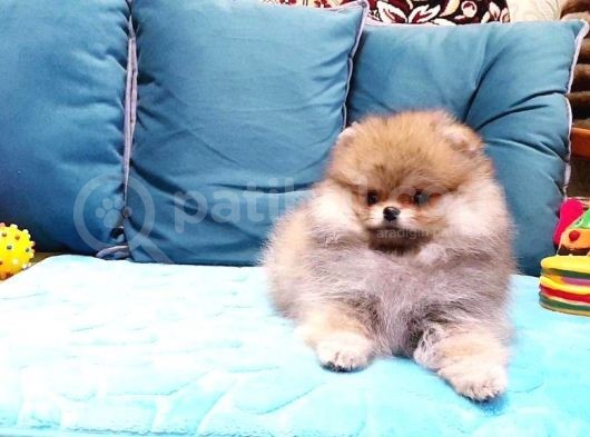 Safkan Pomeranian Yavrular
