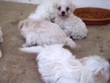 Teacup Maltese Terrier