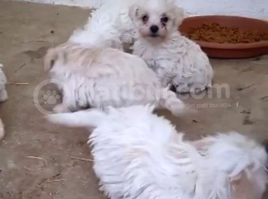 Teacup Maltese Terrier görsel