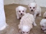 Teacup Maltese Terrier
