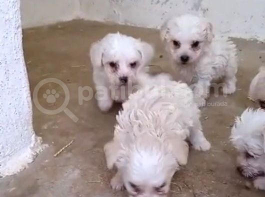 Teacup Maltese Terrier