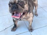 Merle French Bulldog Acil