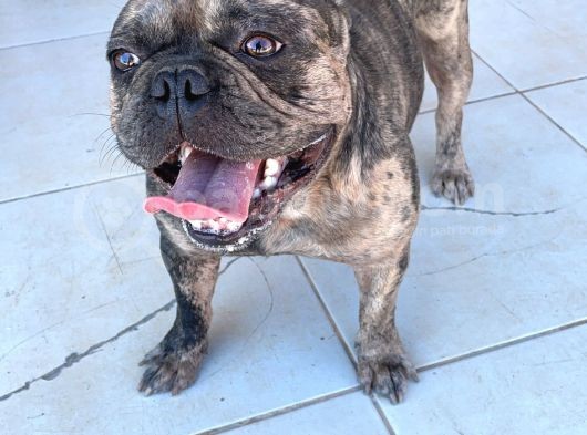 Merle French Bulldog Acil görsel