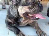 Merle french Bulldog acil
