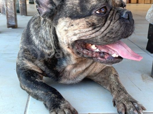 Merle French Bulldog Acil