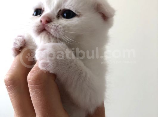 Bebeklerimize Sevgi Dolu Yuva Aranıyor