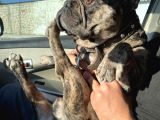 Merle French Bulldog Acil