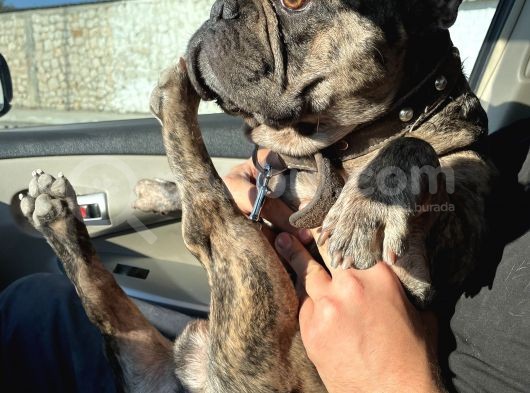 Merle French Bulldog Acil görsel