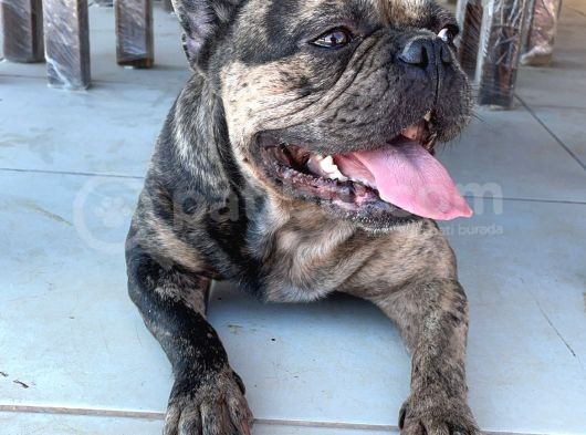 Merle French Bulldog Acil görsel