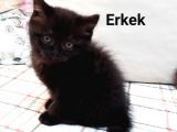 İyi Bir Aile Verilecek