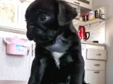 Pug Irk Garantili