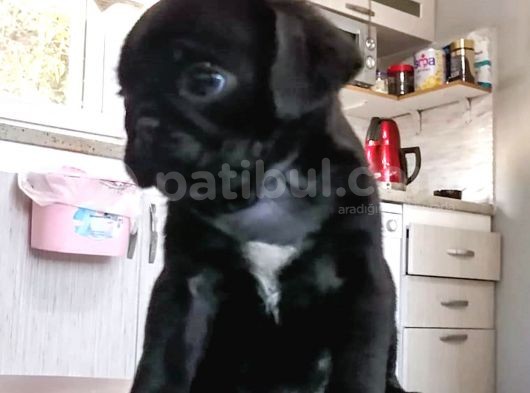 Pug Irk Garantili