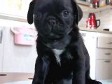 Pug Irk Garantili