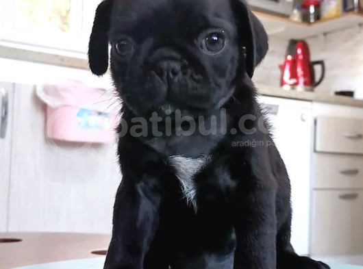 Pug Irk Garantili görsel