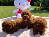 Poodle