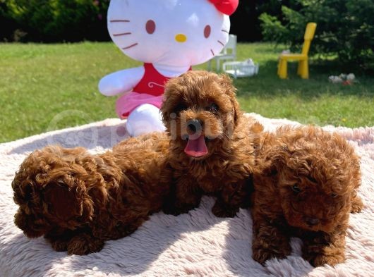 Poodle