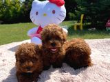 Poodle
