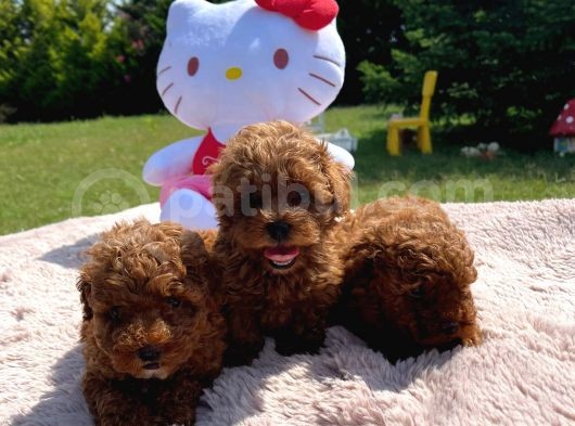 Poodle görsel