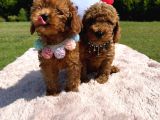 Toy Poodle