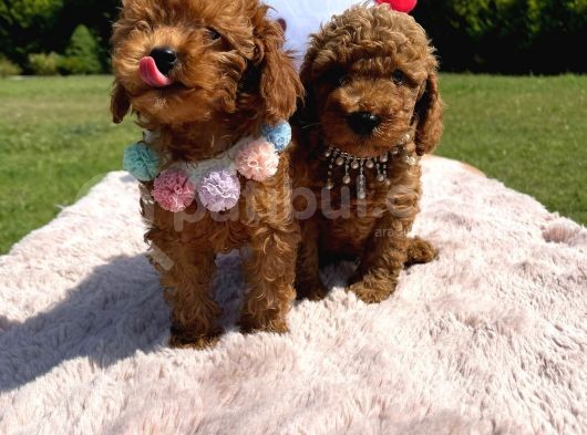 Toy Poodle görsel