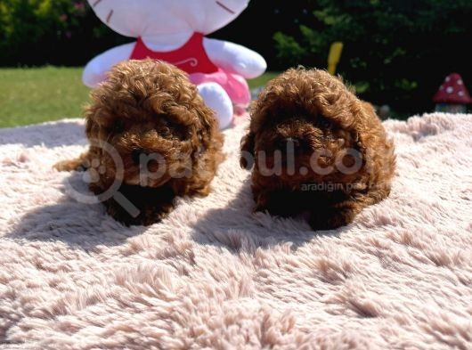 Toy Poodle görsel