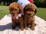 Toy Poodle