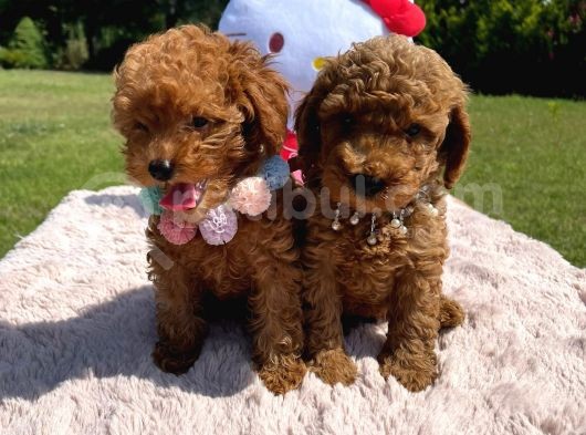 Toy Poodle