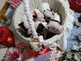 Yavru French Bulldoglarımız