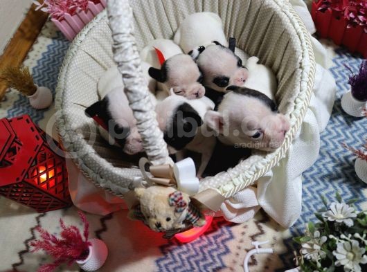 Yavru French Bulldoglarımız görsel