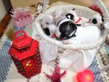 Yavru French Bulldoglarımız