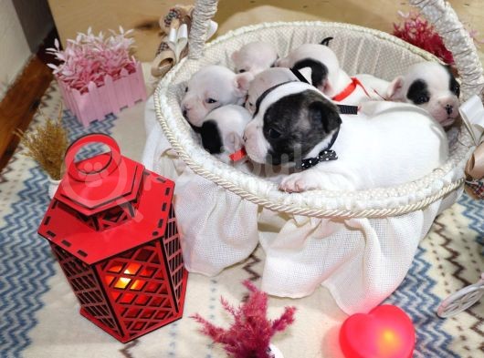 Yavru French Bulldoglarımız görsel