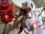 Yavru French Bulldoglarımız