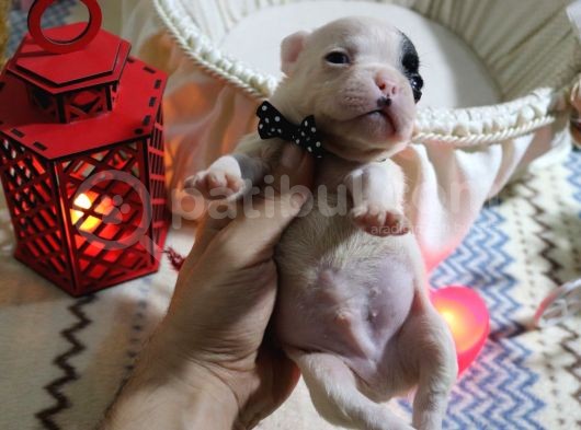 Yavru French Bulldoglarımız