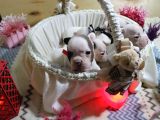 Yavru French Bulldoglarımız