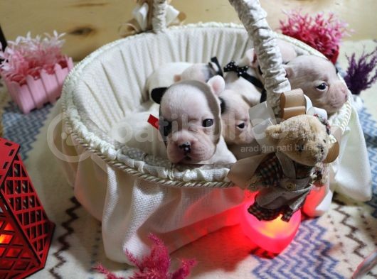 Yavru French Bulldoglarımız görsel