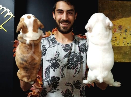 İngiliz Bulldog görsel
