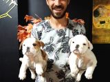 İngiliz Bulldog