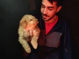 Golden yavrularımız